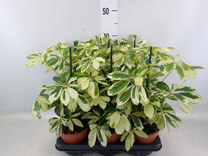 <h4>Schefflera arbor. 'Charlotte'</h4>