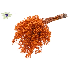 Pepperberries per bunch in poly Orange