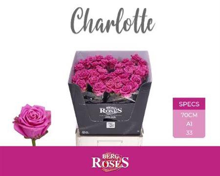 <h4>R Gr Tan Charlotte</h4>