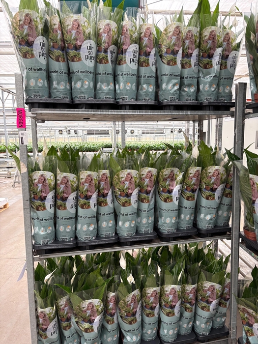 <h4>SPATH SWEET CHICO</h4>