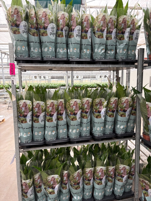 <h4>SPATH SWEET CHICO</h4>