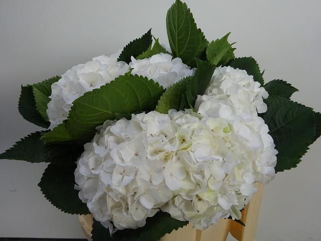 <h4>HYDR M CH WHI VERENA</h4>