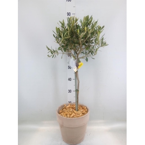 Arr.   Tuinplanten H%