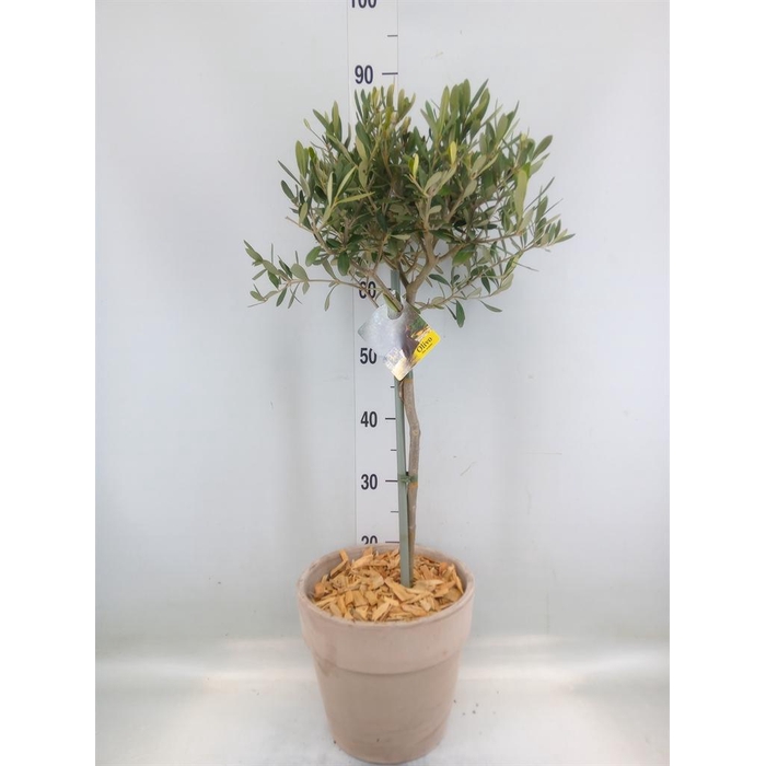 <h4>Arr.   Tuinplanten H%</h4>