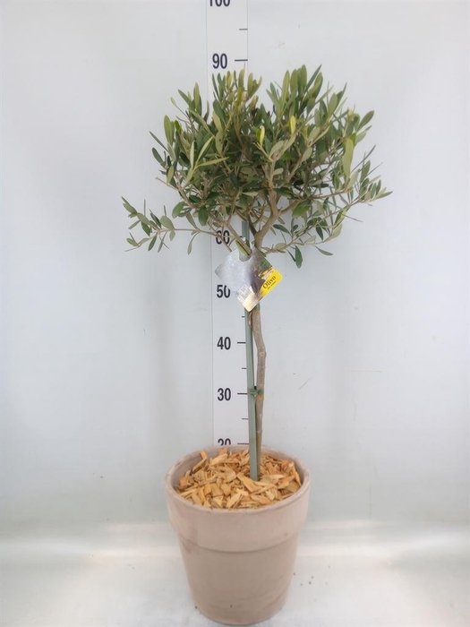 Arr.   Tuinplanten H%