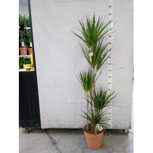 Dracaena marg.
