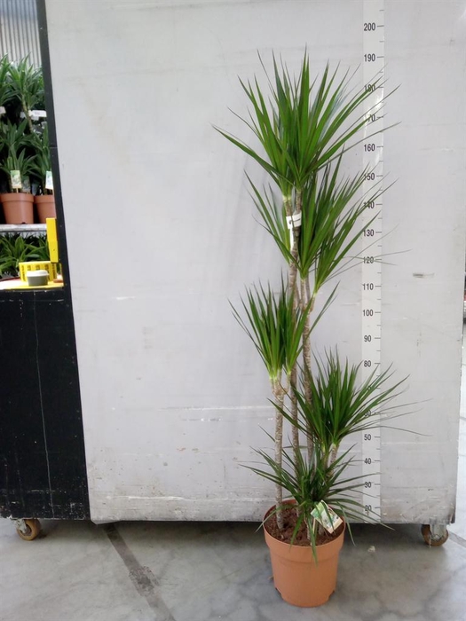 <h4>Dracaena marg.</h4>