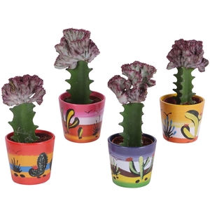 Cactus Euphorbia Lactea Ø8,5cm in Ceramic Pot Mexico Ø10cm