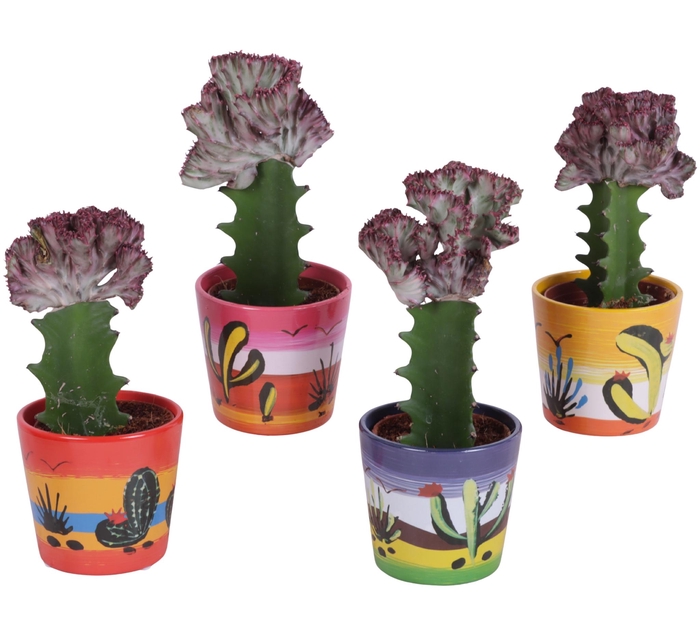 <h4>Cactus Euphorbia Lactea Ø8,5cm in Ceramic Pot Mexico Ø10cm</h4>