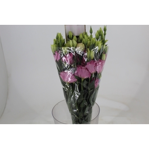 LISIANTHUS FLARE DEEP ROSE 060 CM MIN 500 GRAMAS ROSA