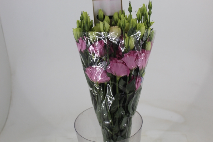 LISIANTHUS FLARE DEEP ROSE 060 CM MIN 500 GRAMAS ROSA
