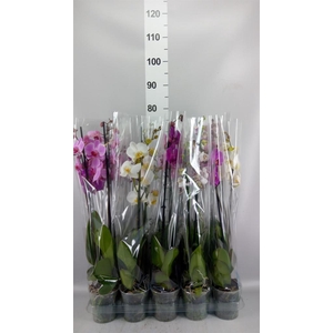 Phalaenopsis   ...mix  5