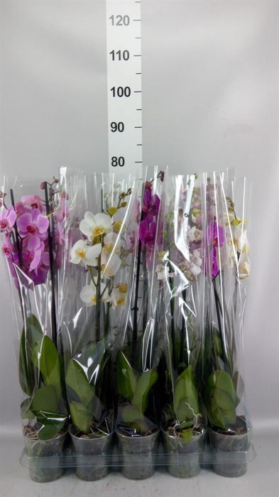 <h4>Phalaenopsis   ...mix  5</h4>