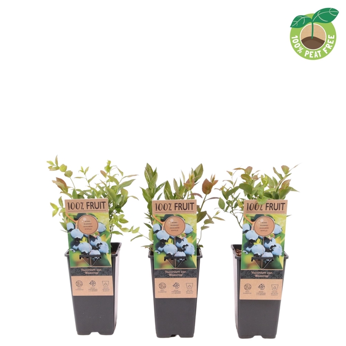 <h4>Vaccinium Co Bluecrop</h4>