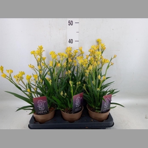 Anigozanthos   ...