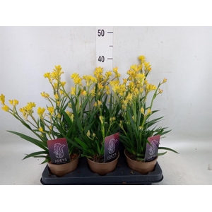 Anigozanthos   ...