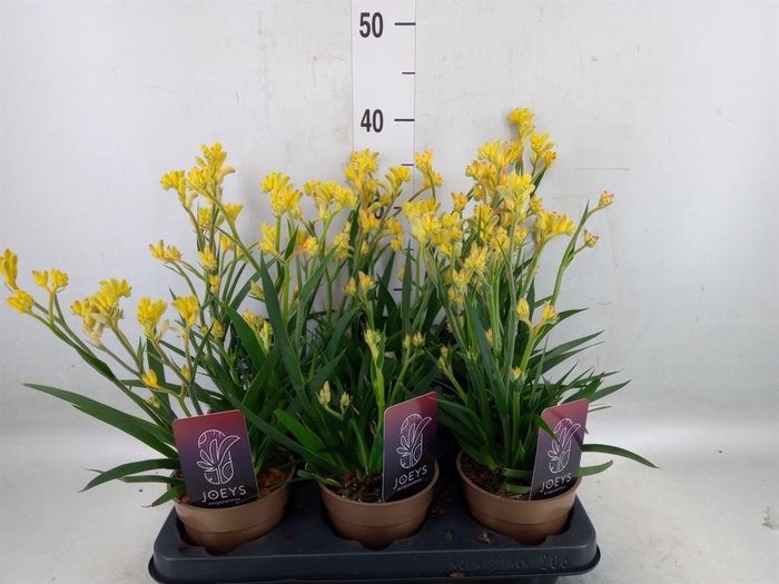 <h4>Anigozanthos   ...</h4>