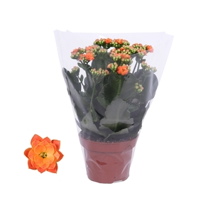 Kalanchoe Rosalina 12cm Don Pedro oranje, Blanco hoes