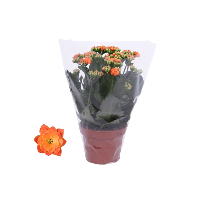 <h4>Kalanchoe Rosalina 12cm Don Pedro oranje, Blanco hoes</h4>