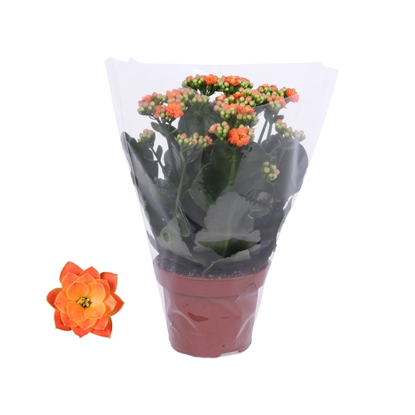 <h4>Kalanchoe Rosalina 12cm Don Pedro oranje, Blanco hoes</h4>