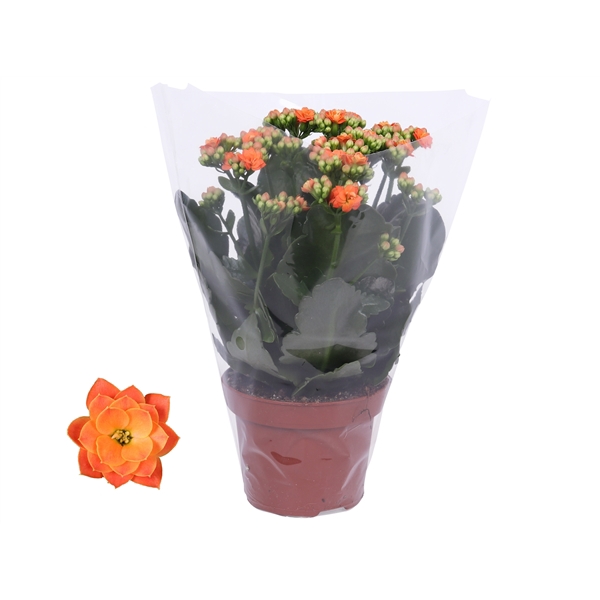 Kalanchoe Rosalina 12cm Don Pedro oranje, Blanco hoes