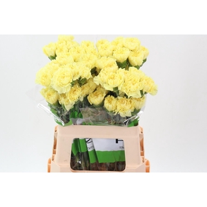 Di St Illiad Yellow 60cm