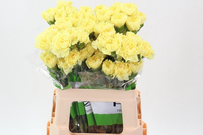 <h4>Di St Illiad Yellow 60cm</h4>