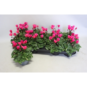 Cyclamen Super Serie Neon Pink