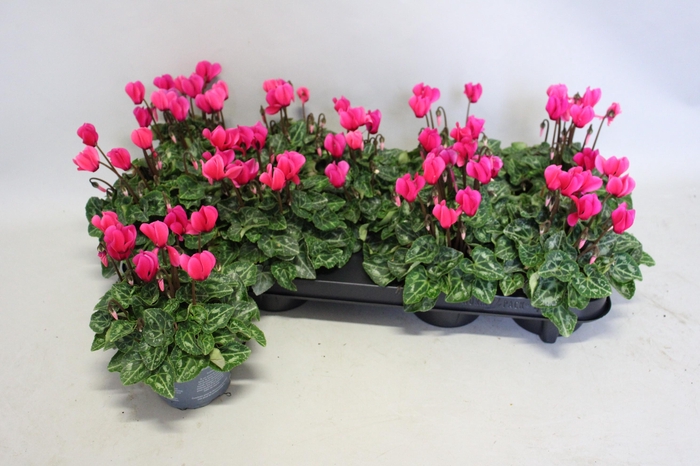 <h4>Cyclamen Super Serie Neon Pink</h4>