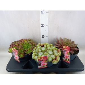Sempervivum   ...