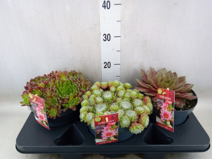 <h4>Sempervivum   ...</h4>