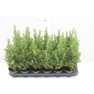 Picea Gl Perfecta