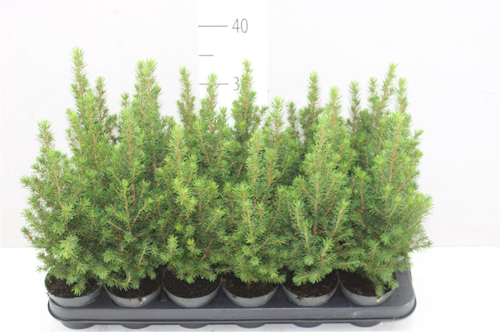 <h4>Picea Gl Perfecta</h4>