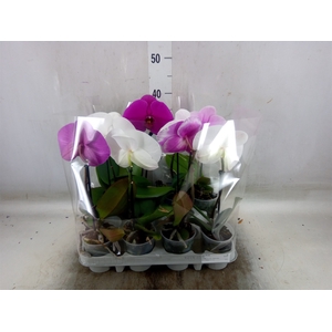 Phalaenopsis   ...mix