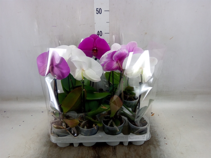 <h4>Phalaenopsis   ...mix</h4>