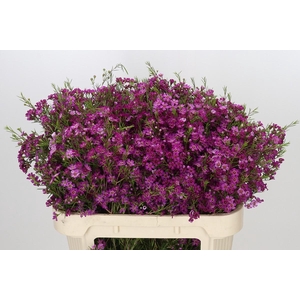 Chamelaucium Purple Rain