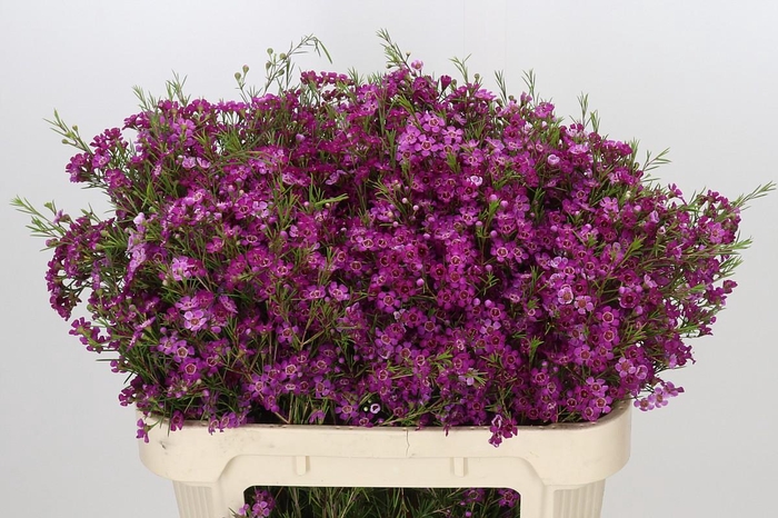 Chamelaucium Purple Rain
