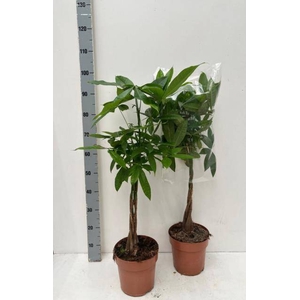 PACHIRA AQUATICA