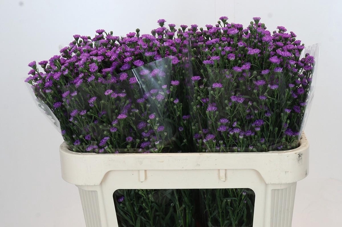 <h4>Aster Baby Pink</h4>