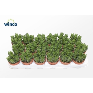 Crassula Ben (group)