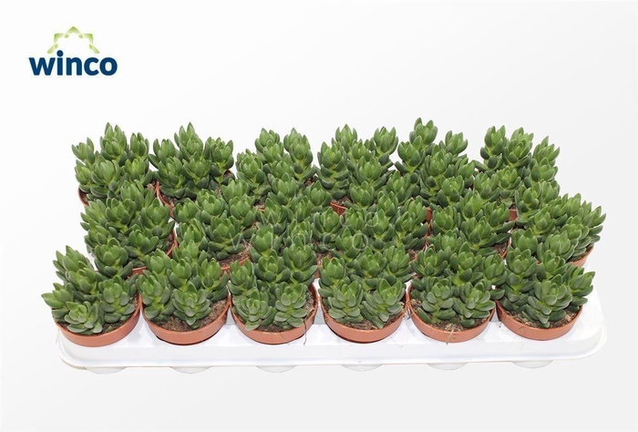 Crassula Ben (group)