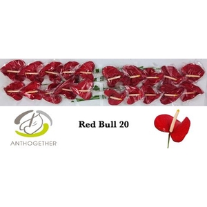 Anthurium andr. 'Red Bull'