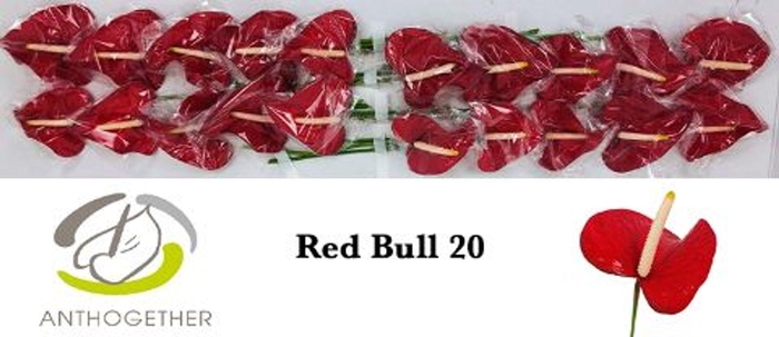 <h4>Anthurium andr. 'Red Bull'</h4>