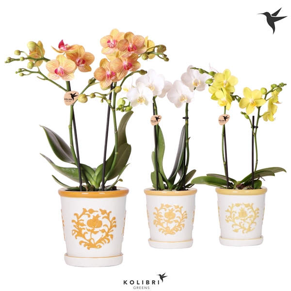 <h4>Kolibri Orchids Phalaenopsis mix 2spike in Malaga pot yellow mix</h4>