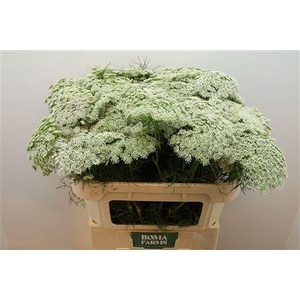Ammi Vis Casablanca
