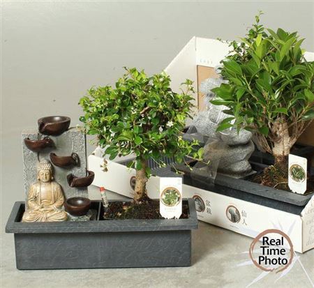 <h4>Bonsai Gem Watersystem</h4>