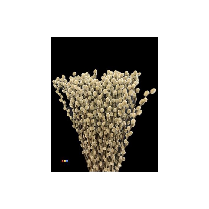 <h4>Salix Pussy Willow Taupe</h4>