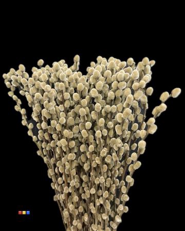 Salix Pussy Willow Taupe