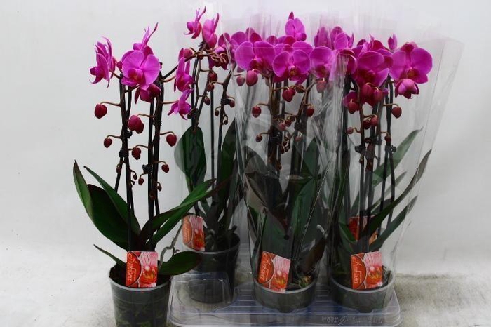 <h4>PHAL EL CASCADE</h4>