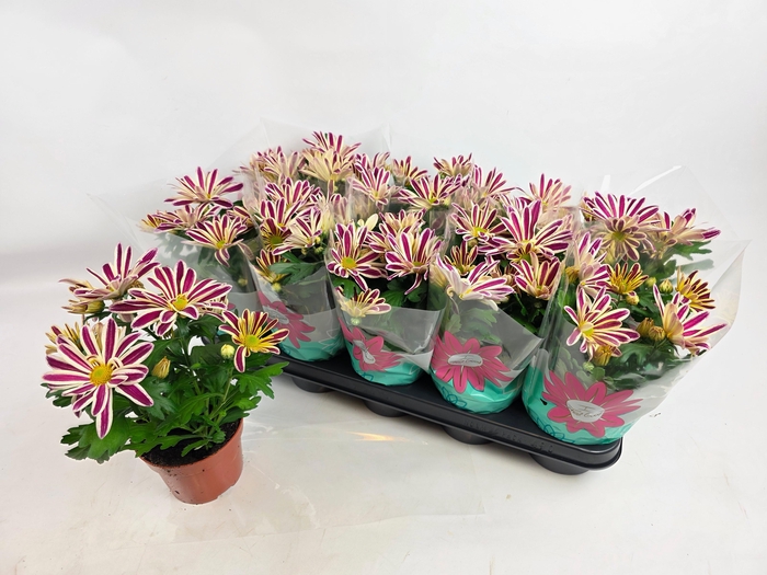 <h4>CHRYS SHOWDANCE</h4>